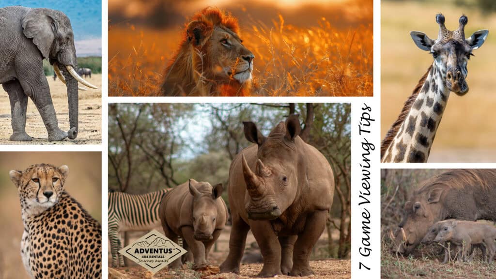 7 Winter Game Viewing Tips in Southern Africa (And Why It’s the Best Time to Go)