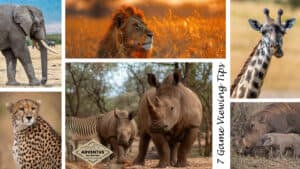 7 Winter Game Viewing Tips in Southern Africa (And Why It’s the Best Time to Go)